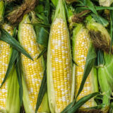 Corn